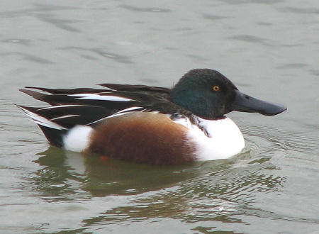 Northern Shoveler