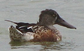 Northern Shoveler