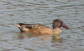 Northern Shoveler