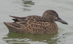 Northern Shoveler