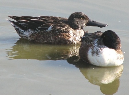 Northern Shoveler