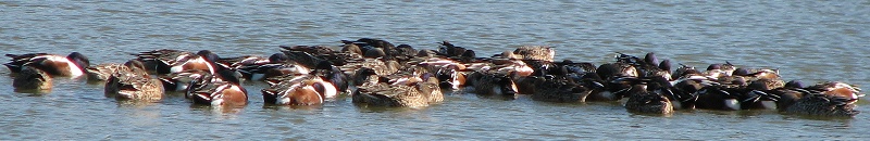 Northern Shoveler