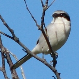 Loggerhead Shrike