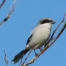 Loggerhead Shrike