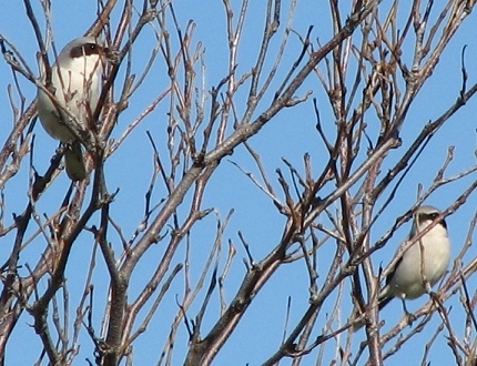 Loggerhead Shrike