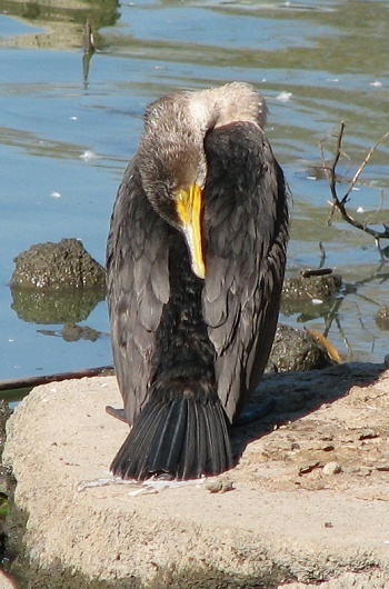 Cormorant