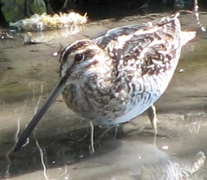 Wilson's Snipe