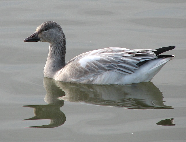 Snow Goose