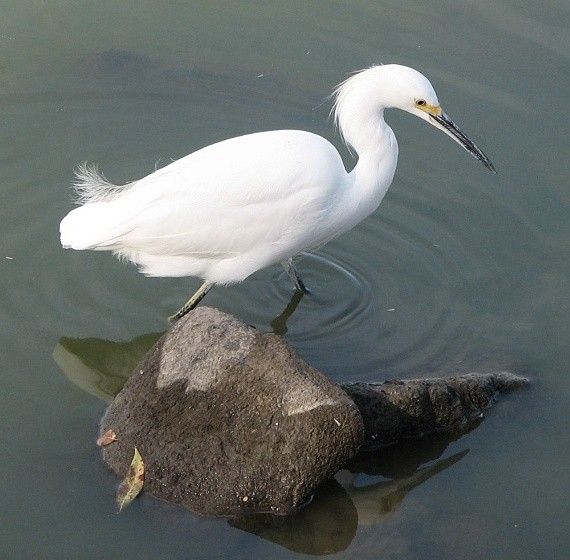 Snowy Egret