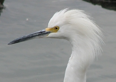 Snowy Egret