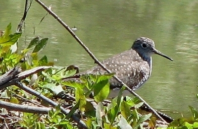 Solitary Sandpiper