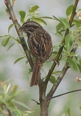 Song Sparrow