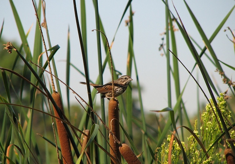 Song Sparrow