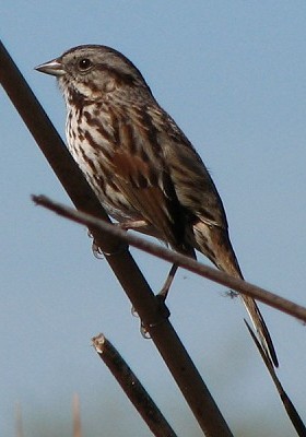 Song Sparrow