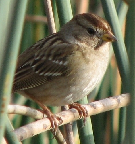 Sparrow