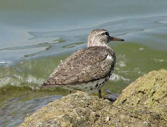 Spotted Sandpiper