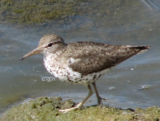 Spotted Sandpiper