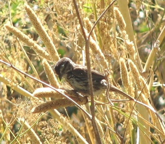 Song Sparrow