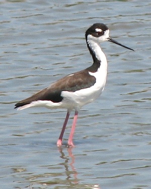 Black-necked Stilt