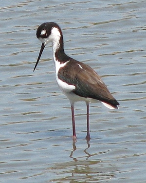 Black-necked Stilt