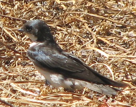 Tree Swallow