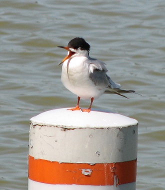 Forsters Tern