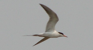 Forsters Tern