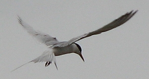 Forsters Tern