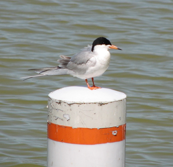 Forsters Tern