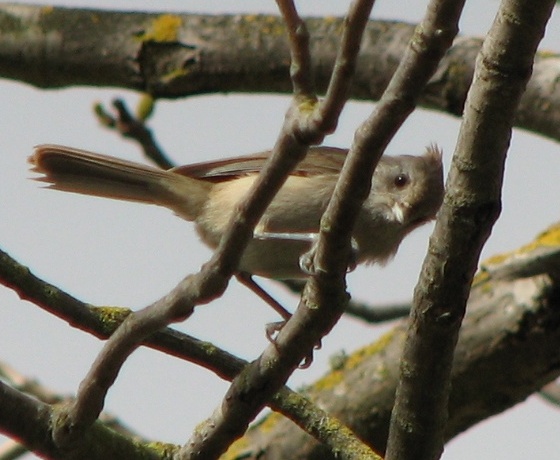 Oak Titmouse