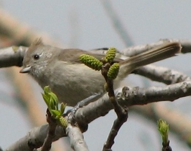 Oak Titmouse