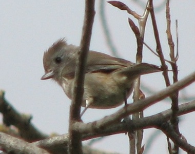 Oak Titmouse