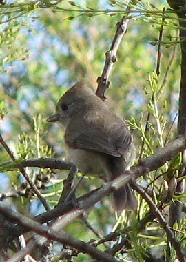 Oak Titmouse