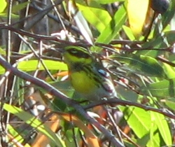 Townsend's Warbler