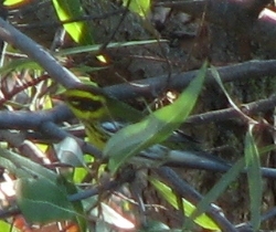 Townsend's Warbler