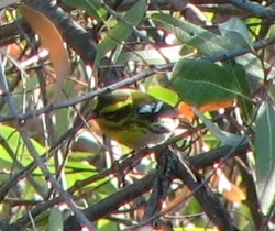 Townsend's Warbler