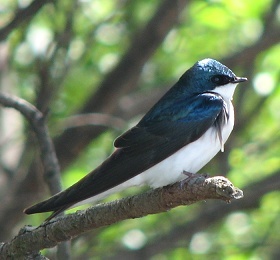 Tree Swallow