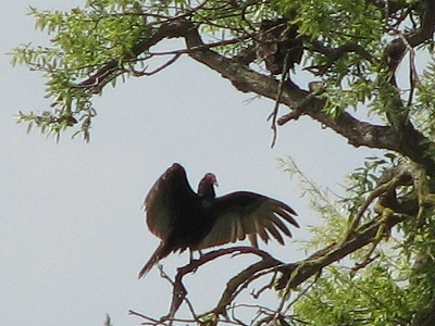 Turkey Vulture