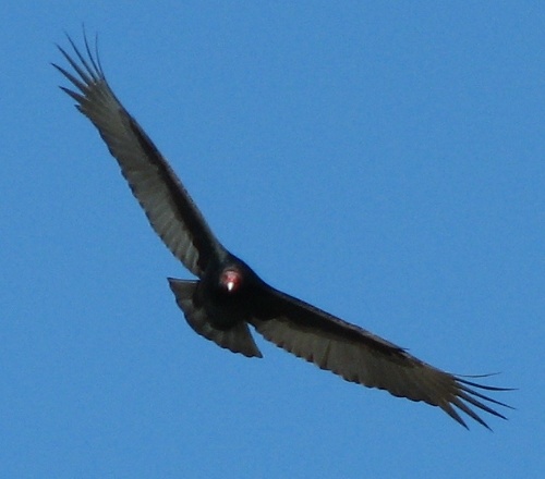 Turkey Vulture