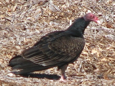 Turkey Vulture