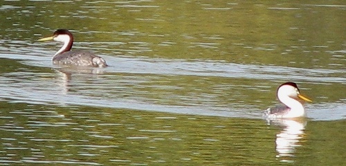 Grebe