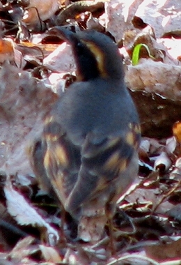 Varied Thrush