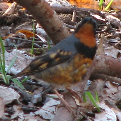 Varied Thrush