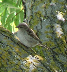 Hutton's Vireo