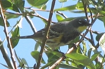 Yellow-rumped Warbler