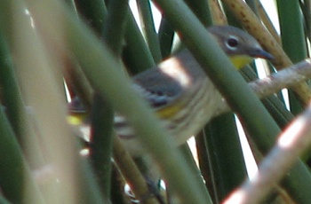 Yellow-rumped Warbler