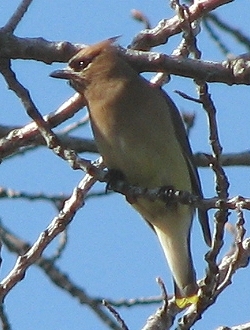 Cedar Waxwing