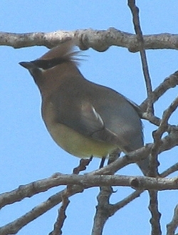 Cedar Waxwing