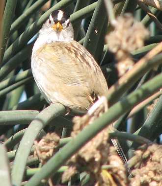 White-crowned Sparrow