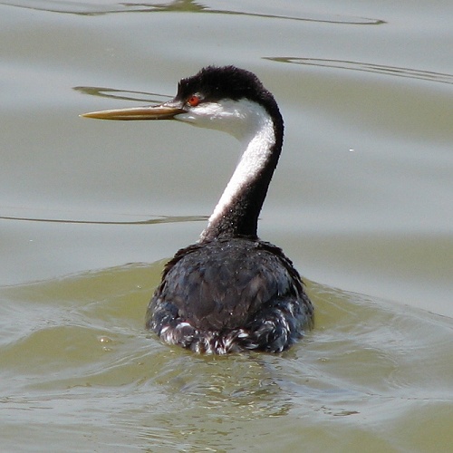 Grebe